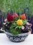 Seminte profesionale Celosia Plumosa - Creasta cocosului - imagine 48936